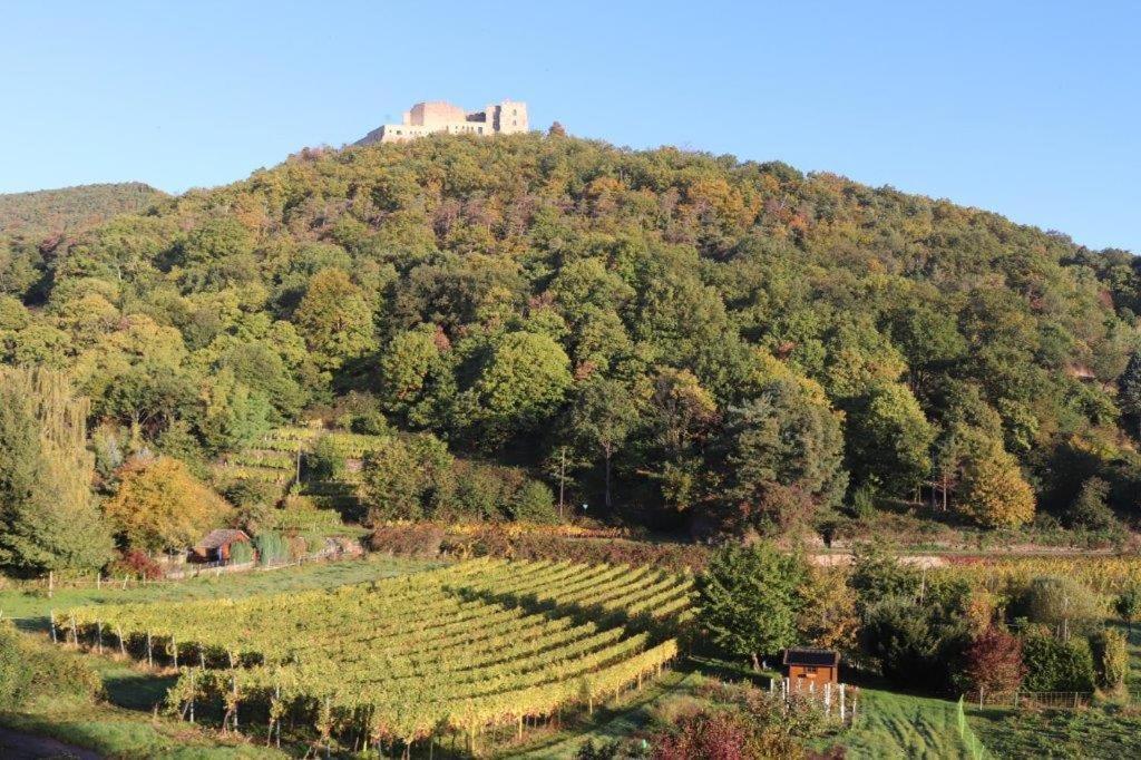 Weinhaus Paradies Bed & Breakfast Neustadt an der Weinstrasse Exterior photo